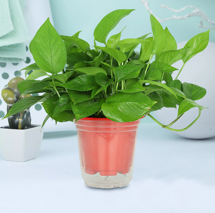 绿萝质感喜庆红盆2盆装送储水盆 绿植花卉盆栽 室内居家客厅办公室