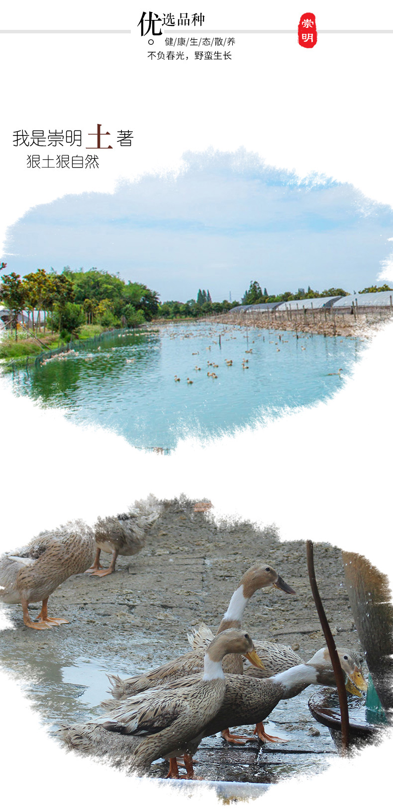 老杜 崇明岛生态麻鸭1100g 整只装 土鸭 新鲜鸭肉