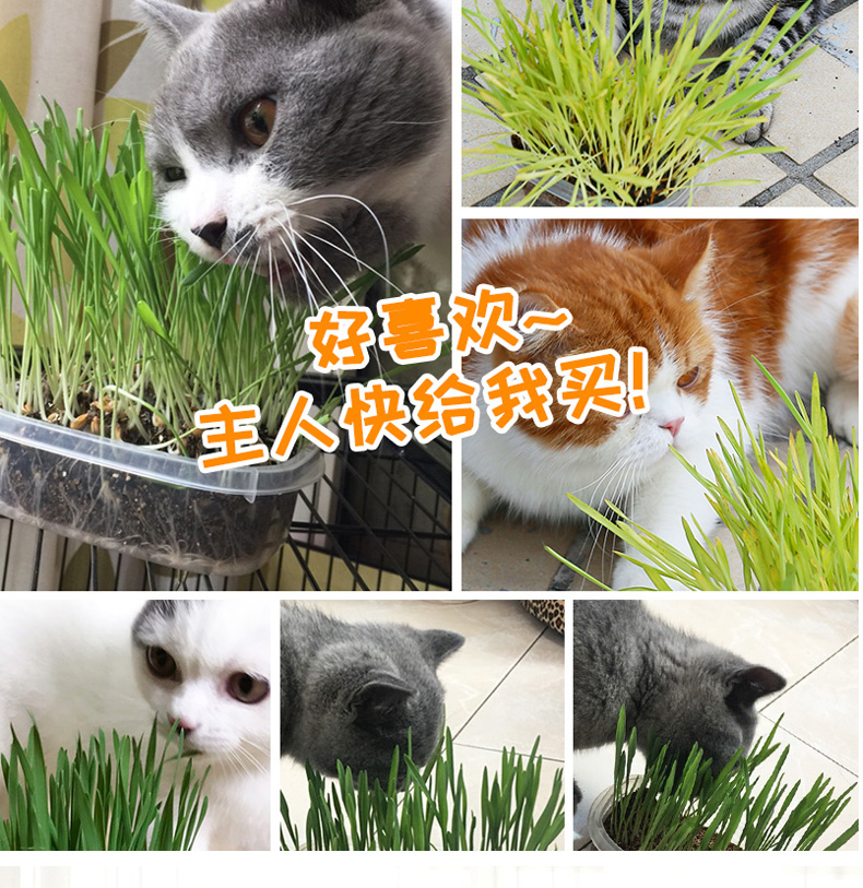 猫草_04.jpg