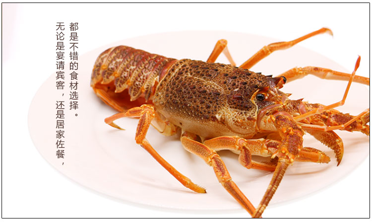 【活鲜】聚福鲜 鲜活南非小龙虾 200-250g 1只