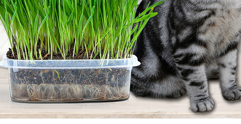 猫草_06.jpg