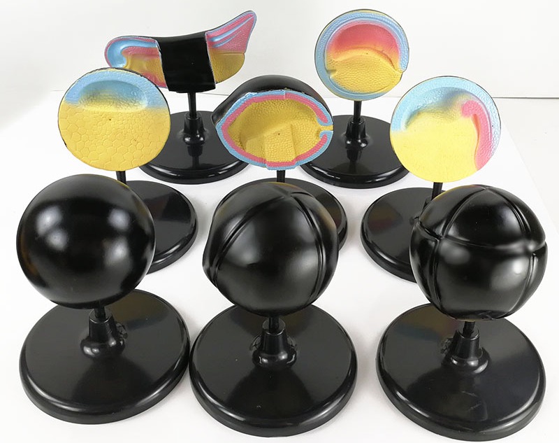 蛙胚胎发育放大模型 八个时期 生物教学仪器 教具