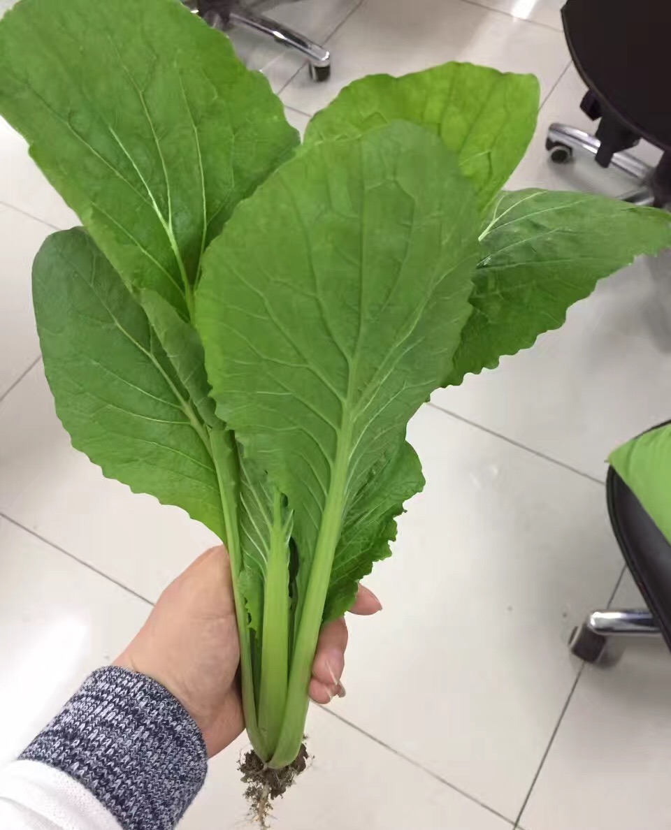 超乐 白菜种子 绿丰快菜 青帮小白菜 生长速度快 鲜嫩味美 10g/袋_ 8