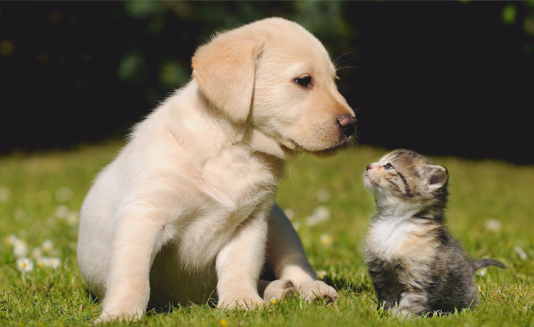 速康关节膏(犬猫用)