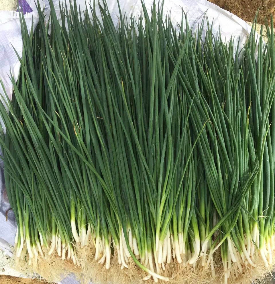 【超乐小葱种子】超乐 小葱种子 小香葱 香味浓 不易枯黄 口感好 不分