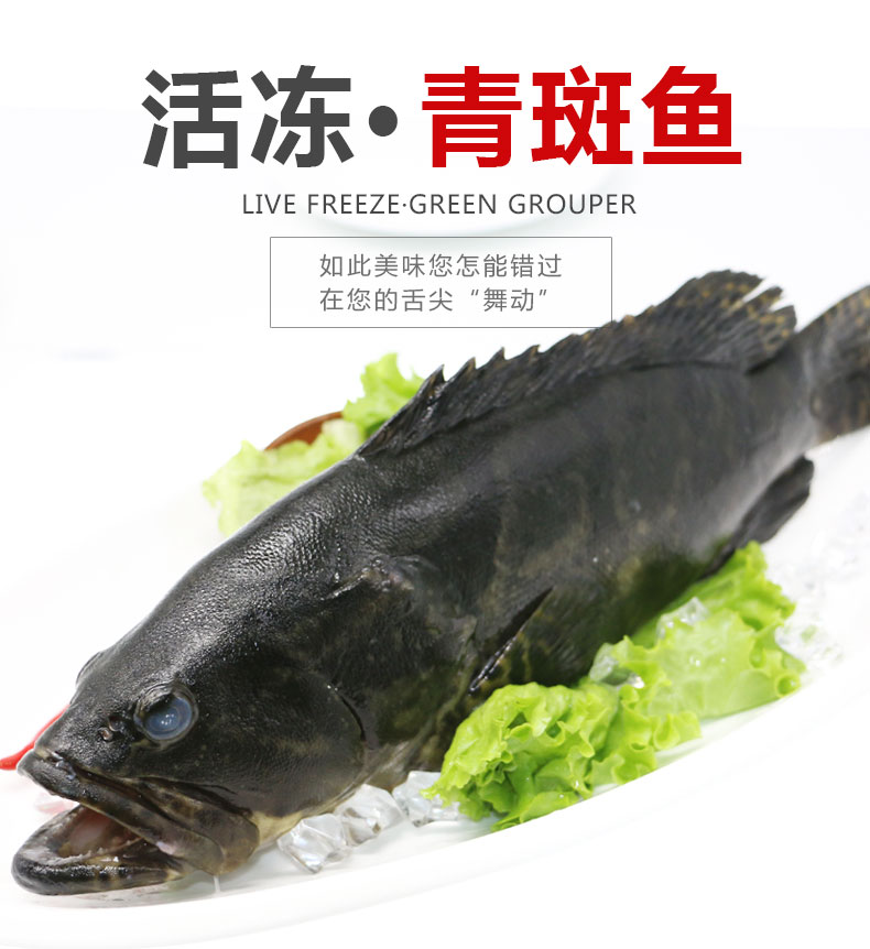 聚福鲜 活冻青斑鱼 650-750g 1条 袋装 海鲜年货