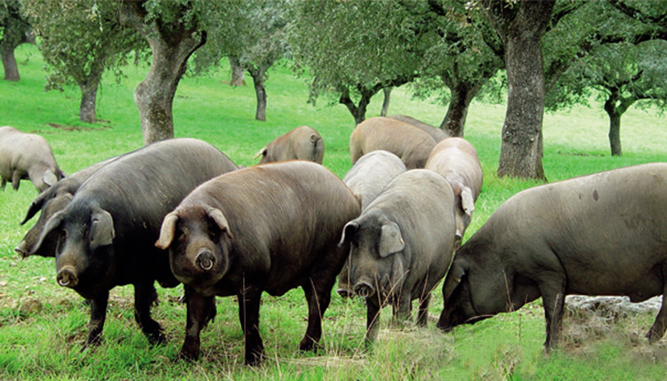 娱大厨 西班牙进口猪大排片 1000g/袋 伊比利亚黑猪 整肉原切
