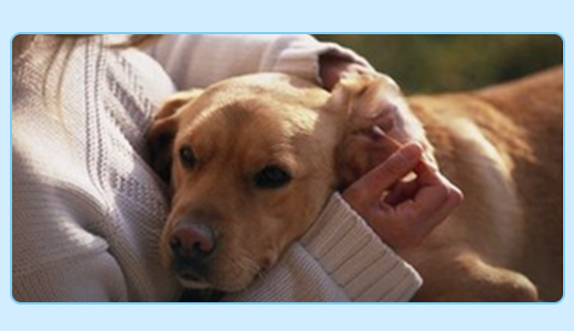 欧洁（oyeah）医用棉签20支*60包 单头竹棒10cm-京东