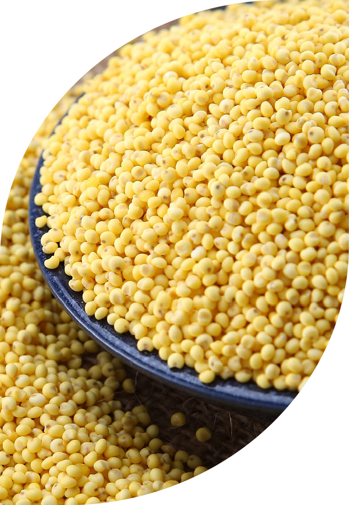 25kg(无添加 黄黏米 粽子米 大米伴侣 真空装 杂粮)