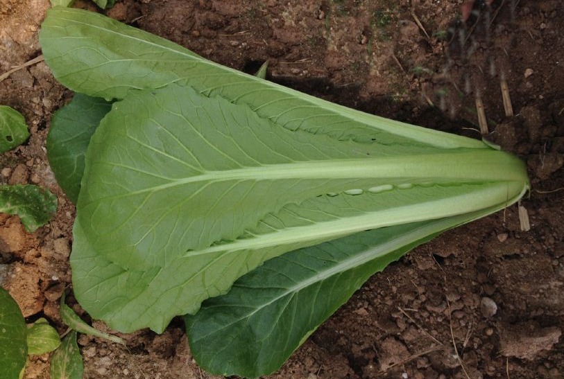 超乐 白菜种子 绿丰快菜 青帮小白菜 生长速度快 鲜嫩味美 10g/袋
