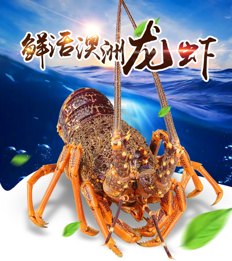 【活鲜】聚福鲜 活澳洲龙虾 海鲜年货火锅食材 1.6-1.7kg 1只