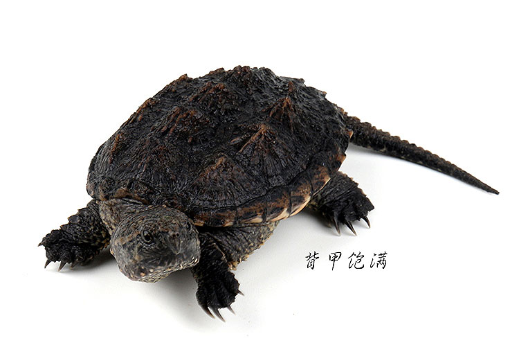 北美小鳄龟活体龟宠物观赏小乌龟外塘养殖水龟苗8-10cm两只