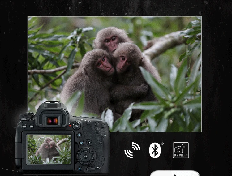 Canon CanonEOS 6D Mark II 6D2 full-frame SLR camera L-class 24-105 standard lens set about 26.2 million pixels / 4K time-lapse video Canon CanonEOS 6D Mark II 6D2 full-frame SLR camera L-class 24-105 standard lens set about 26.2 million pixels / 4K time-lapse video