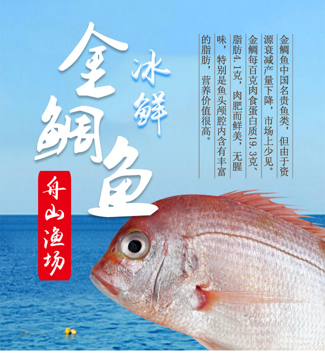 冰鲜大洋世家舟山野生金鲷鱼又名红鲷鱼铜盆鱼300400条700g2条海鲜