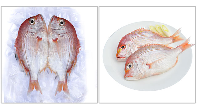 冰鲜大洋世家舟山野生金鲷鱼又名红鲷鱼铜盆鱼300400条700g2条海鲜