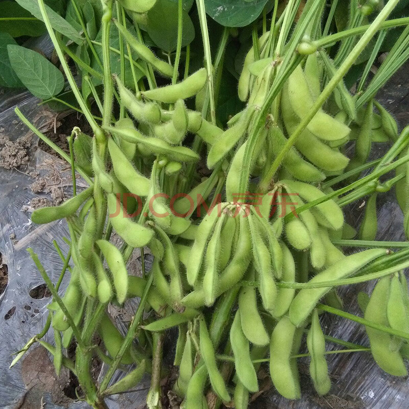 寿禾 豇豆种子豆角种籽缸豆四季豆架豆搭架江豆种家庭庭院农业种植绿