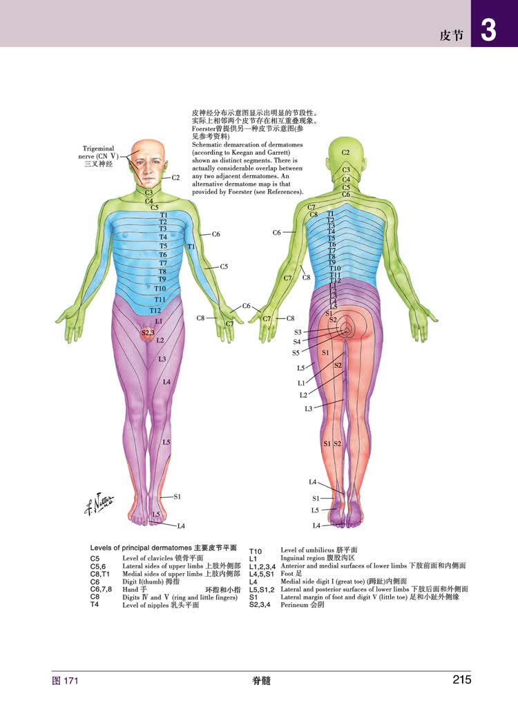 奈特人体解剖学彩色图谱第7版张卫光中英双语对照医学生和医学临床
