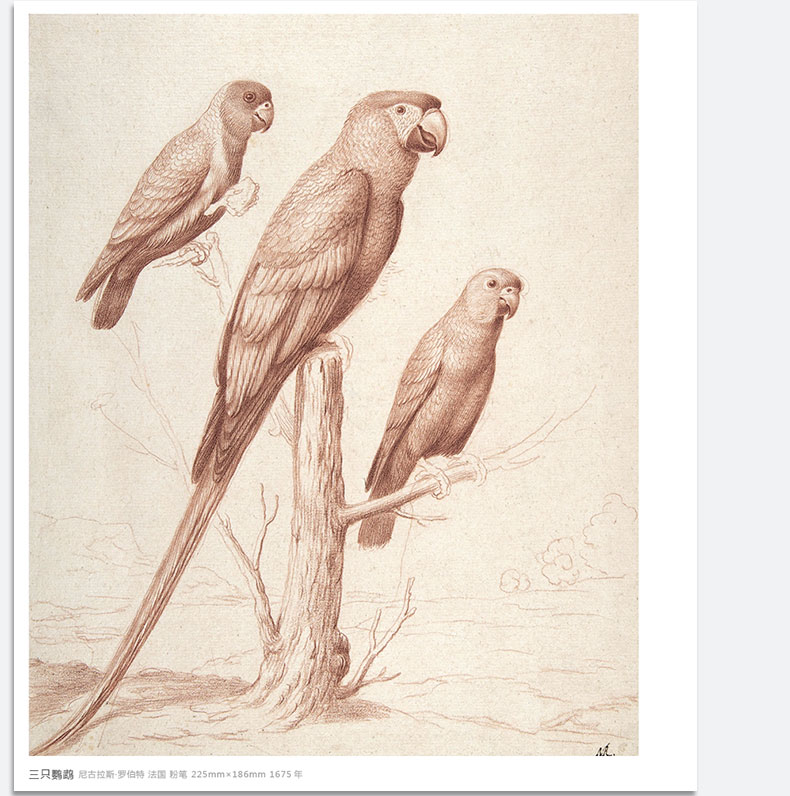 经典全集系列丛书500年大师经典素描动物