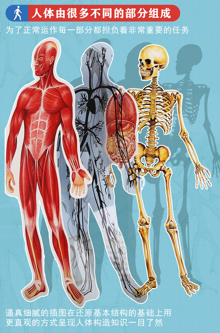 趣味科普立体书新版人体36岁