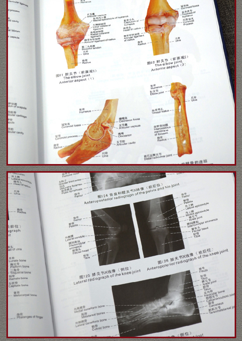 解刨学图鉴全套2本彩图注释法医学专业书籍教材医学生人体解剖图谱 》