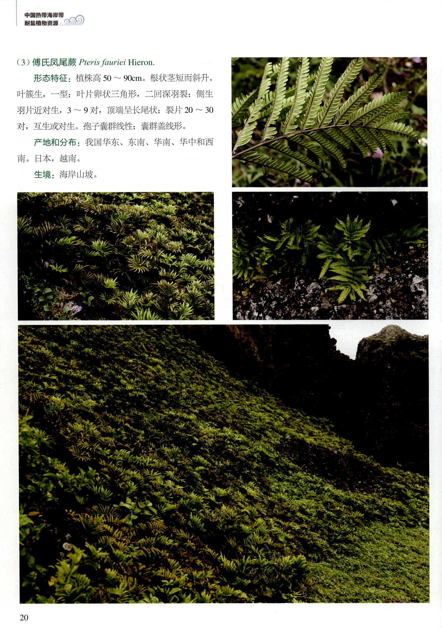 中国热带海岸带耐盐植物资源