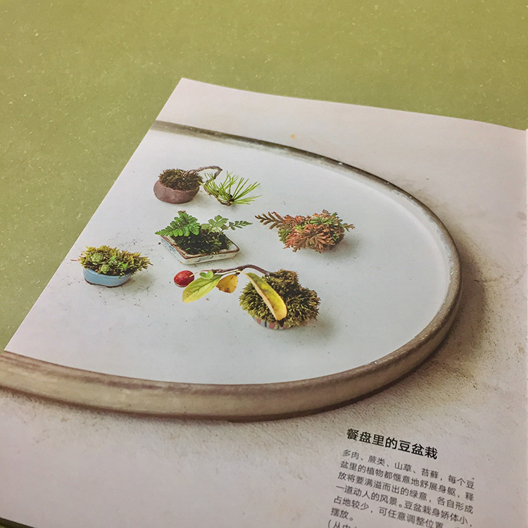 掌心花园 手作微盆栽 日 叶住直美 摘要书评试读 京东图书