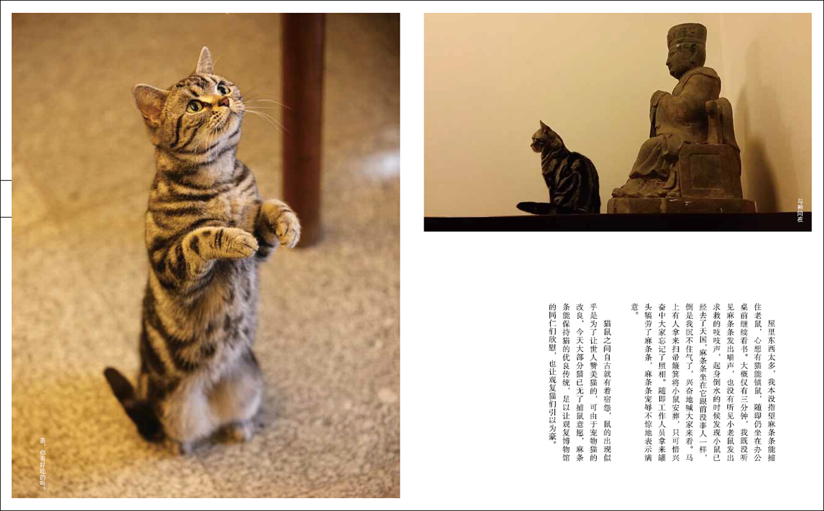观复猫 博物馆的猫馆长 马未都作品 中信出版社
