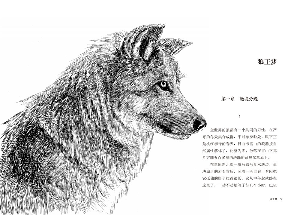 《动物小说大王沈石溪品藏书系新版:狼王梦 第七条猎狗 斑羚飞渡 一头