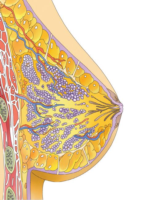 瑞博士女性健康系列丛书:你好 乳房 塑造乳房健康美